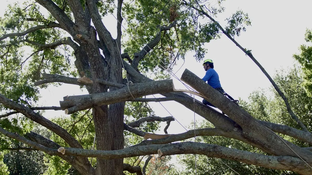 Professional Crown Thinning performed by certified arborists in Bluffs