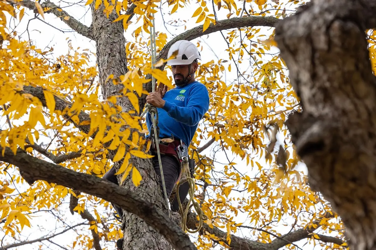 Skilled Storm Damage Cleanup crew working in Bluffs